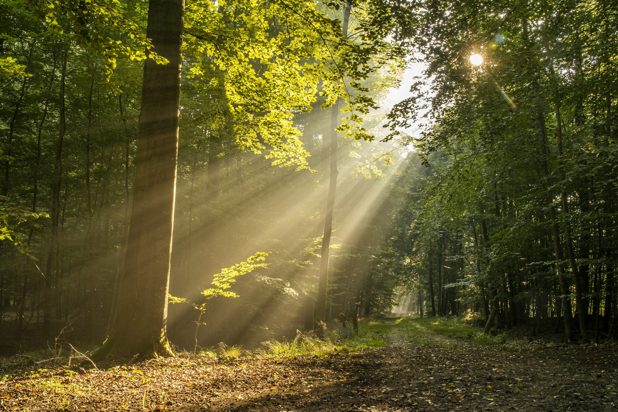 Sunlight through a green forest